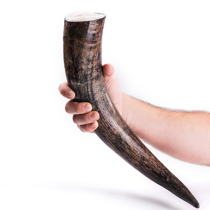 Curved Drinking Horn with Wooden Stand