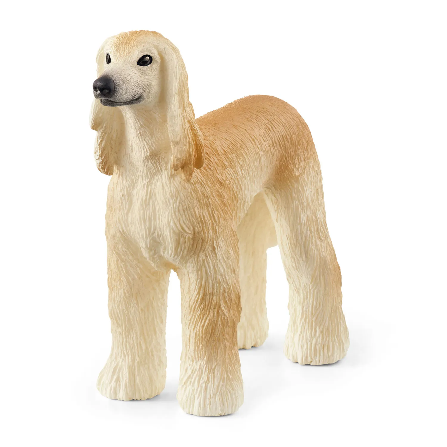 Afghan Hound