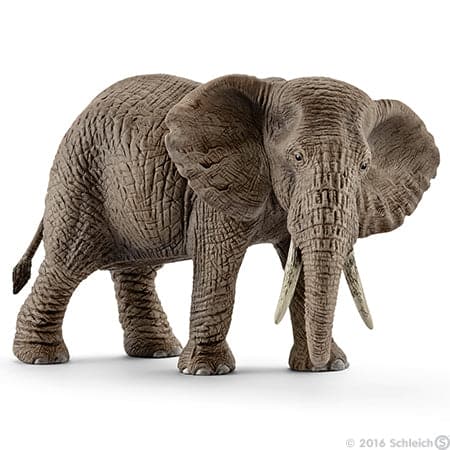 African Elephant, Female