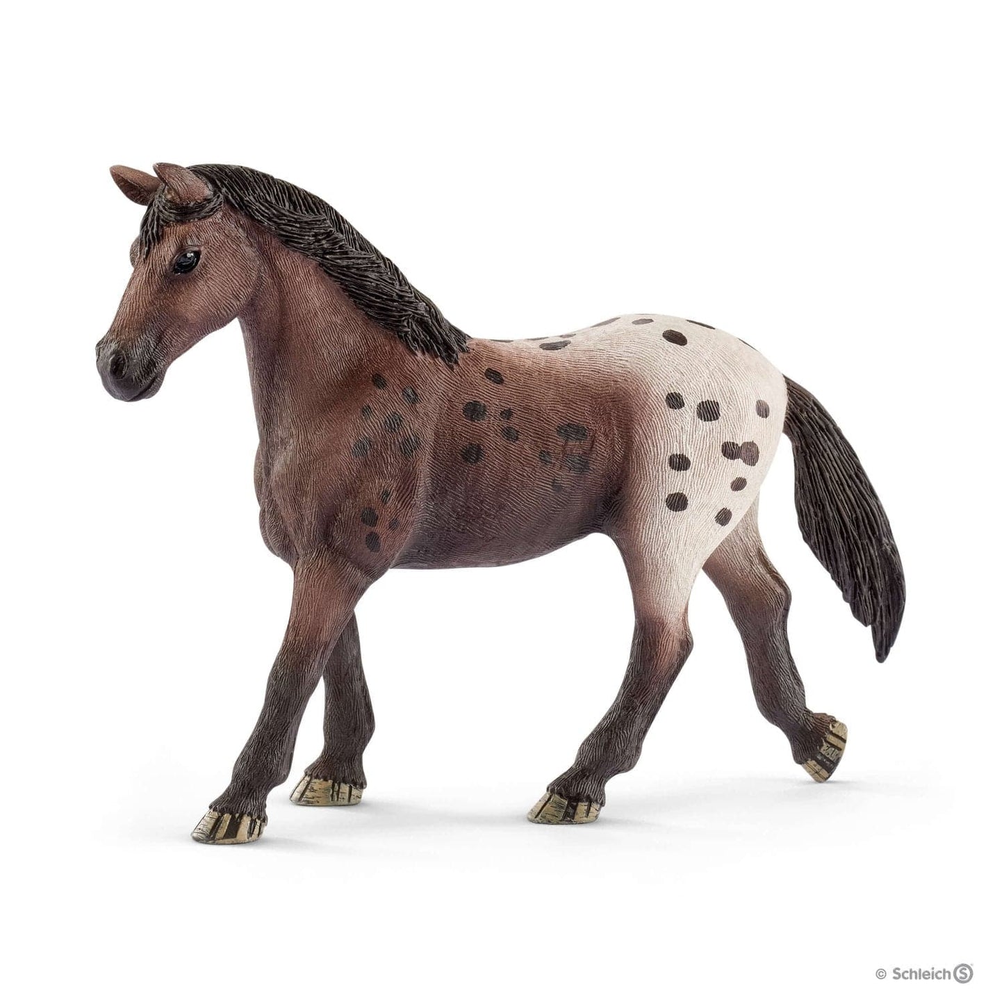 Appaloosa Mare