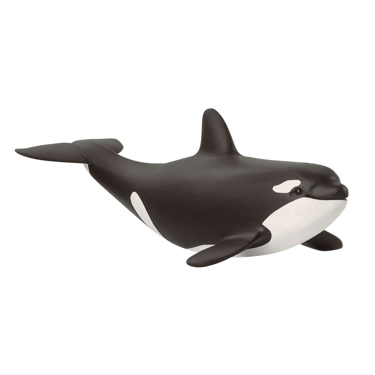 Baby Orca