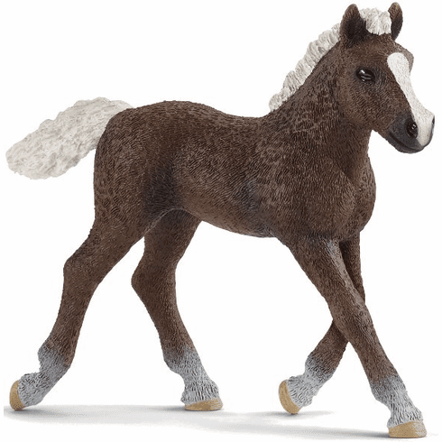 Black Forest Foal