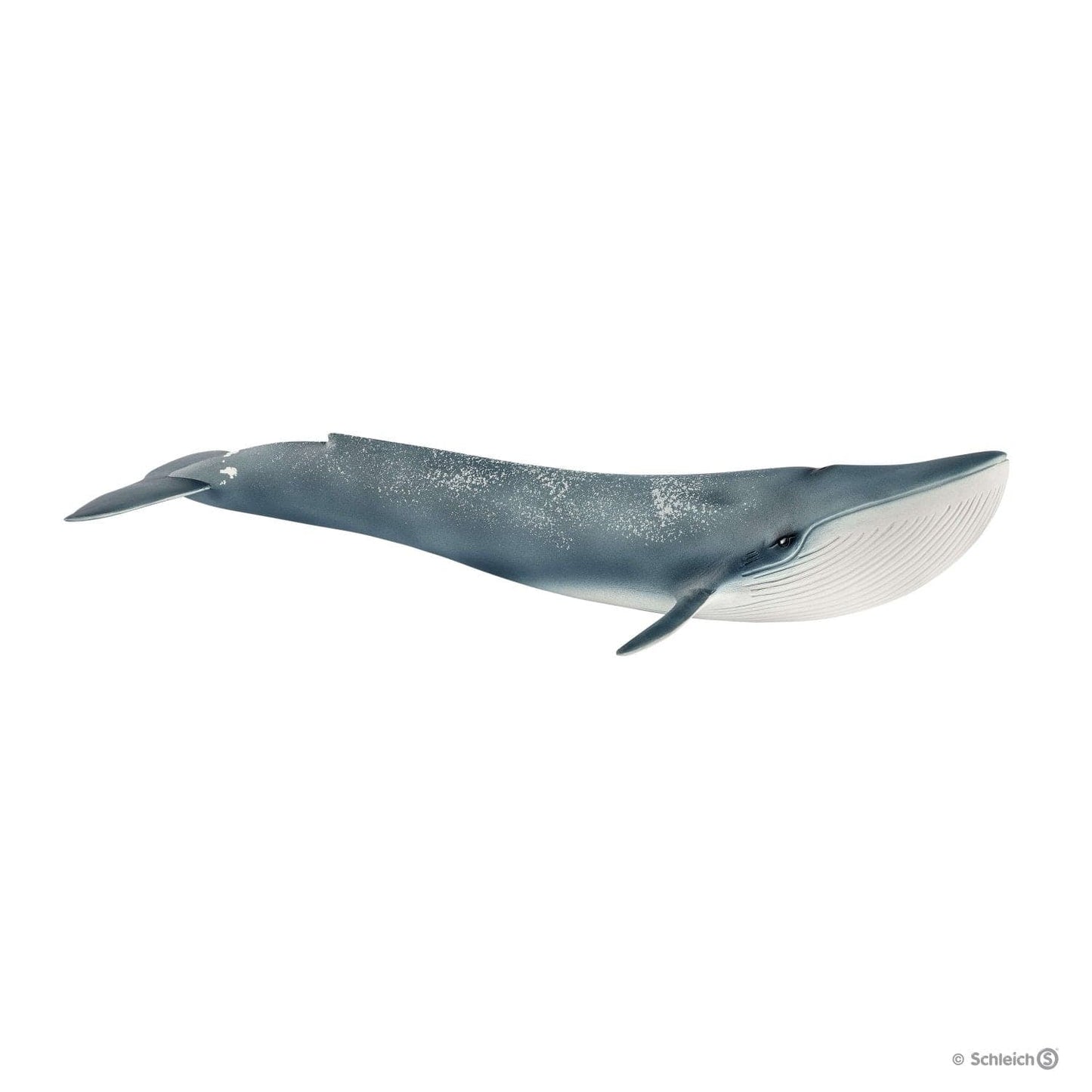 Blue Whale