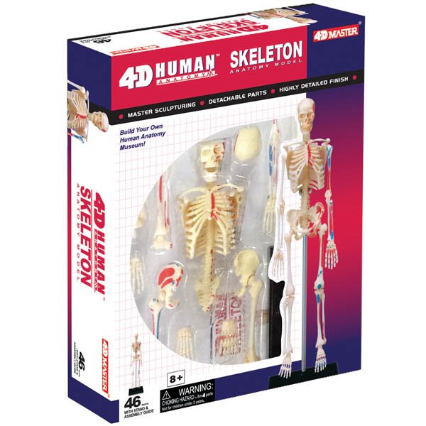 4D Human Skeleton